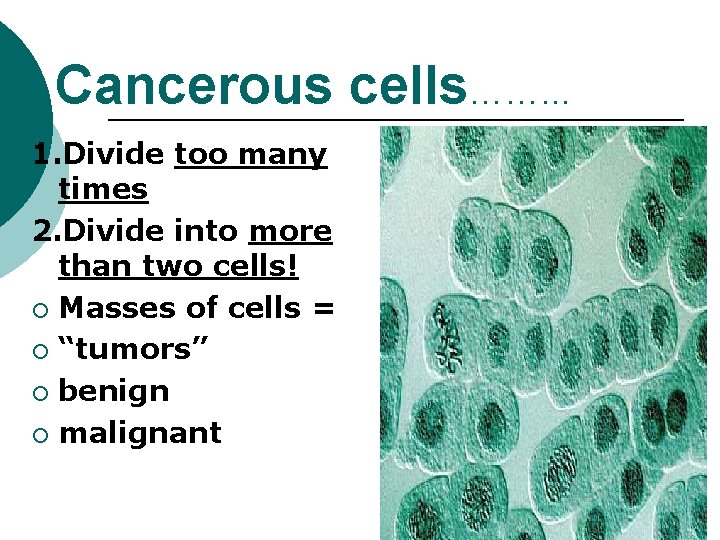 Cancerous cells……. . . 1. Divide too many times 2. Divide into more than