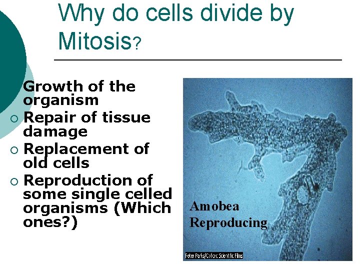 Why do cells divide by Mitosis? Growth of the organism ¡ Repair of tissue