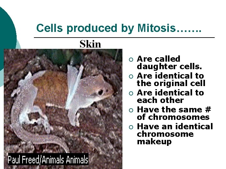 Cells produced by Mitosis……. Skin ¡ ¡ ¡ Are called daughter cells. Are identical