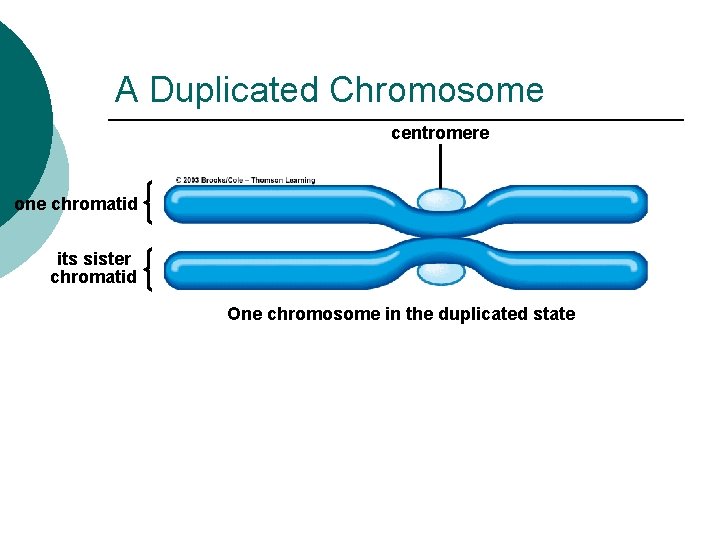 A Duplicated Chromosome centromere one chromatid its sister chromatid One chromosome in the duplicated