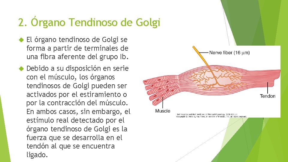 2. Órgano Tendinoso de Golgi El órgano tendinoso de Golgi se forma a partir 2. Órgano Tendinoso de Golgi El órgano tendinoso de Golgi se forma a partir