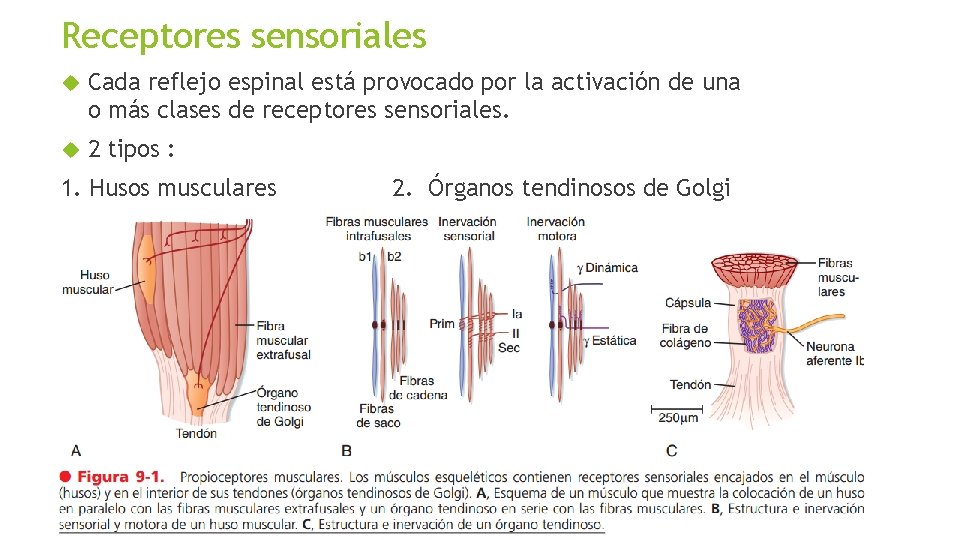 Receptores sensoriales Cada reflejo espinal está provocado por la activación de una o más Receptores sensoriales Cada reflejo espinal está provocado por la activación de una o más