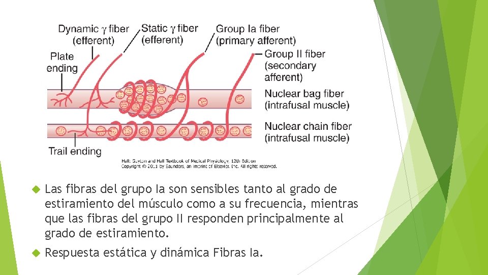 Las fibras del grupo Ia son sensibles tanto al grado de estiramiento del Las fibras del grupo Ia son sensibles tanto al grado de estiramiento del