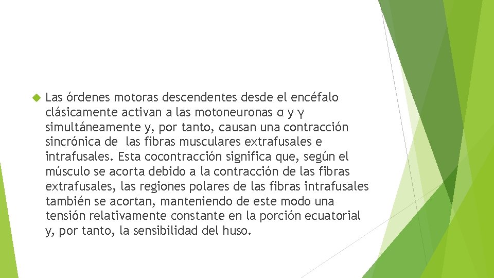 Las órdenes motoras descendentes desde el encéfalo clásicamente activan a las motoneuronas α Las órdenes motoras descendentes desde el encéfalo clásicamente activan a las motoneuronas α