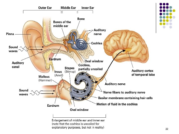 How the Ear Works 22 