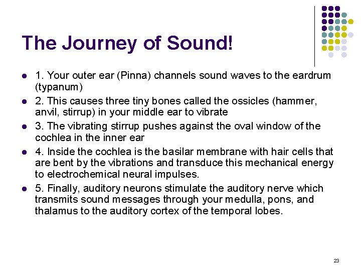 The Journey of Sound! l l l 1. Your outer ear (Pinna) channels sound