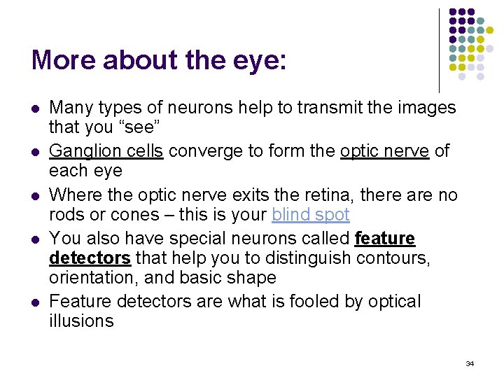 More about the eye: l l l Many types of neurons help to transmit