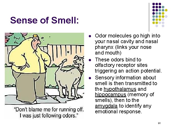 Sense of Smell: l l l Odor molecules go high into your nasal cavity