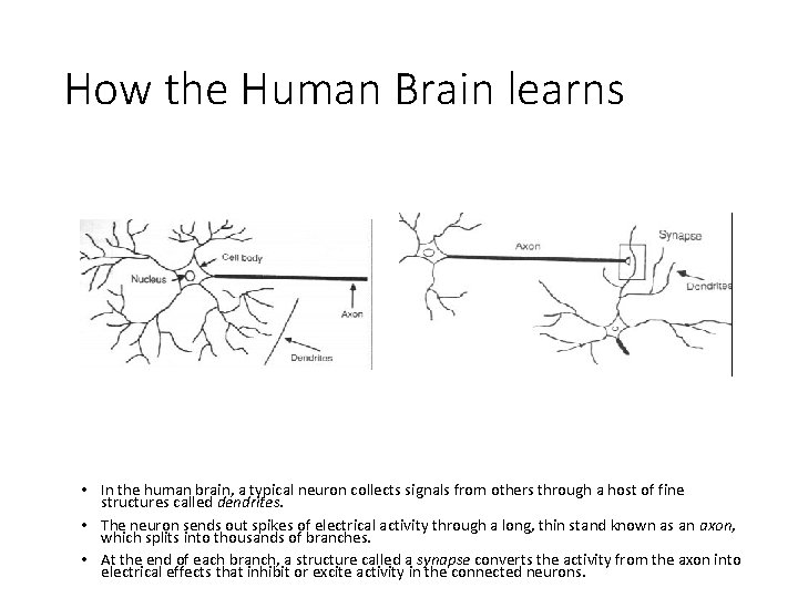 How the Human Brain learns • In the human brain, a typical neuron collects