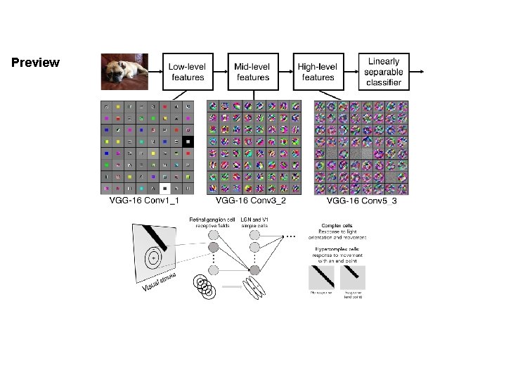 Preview Fei-Fei Li & Justin Johnson & Serena Yeung Lecture 5 - April 17,
