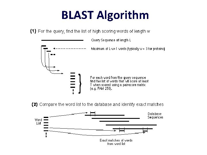 BLAST Algorithm 