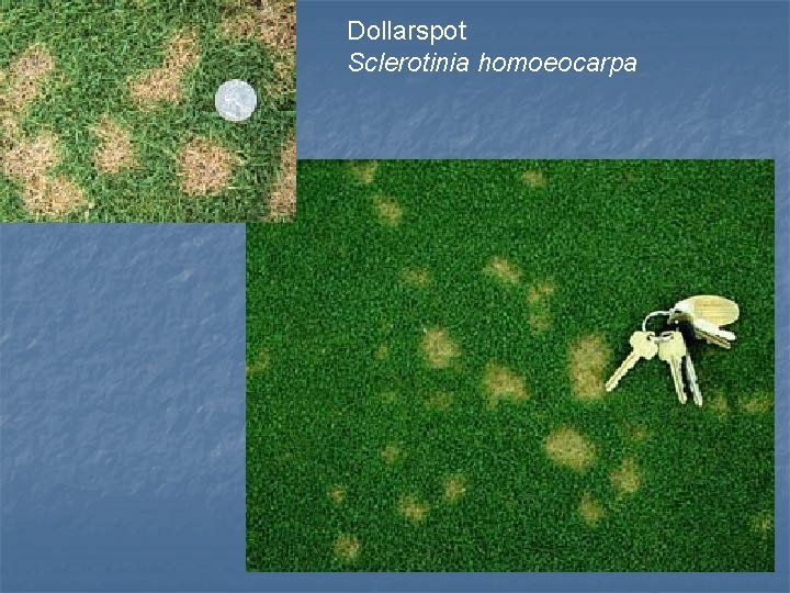 Dollarspot Sclerotinia homoeocarpa 