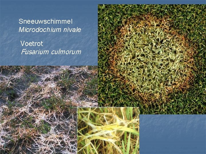 Sneeuwschimmel Microdochium nivale Voetrot Fusarium culmorum 