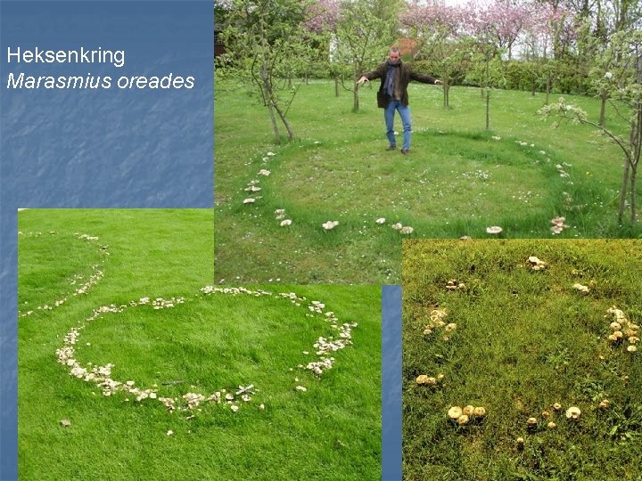 Heksenkring Marasmius oreades 