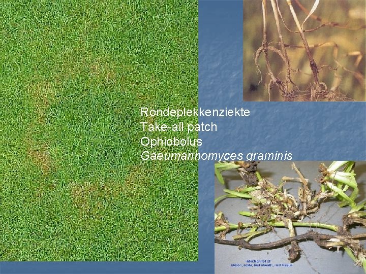 Rondeplekkenziekte Take-all patch Ophiobolus Gaeumannomyces graminis 