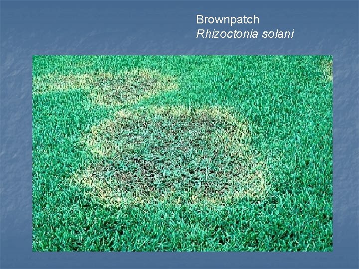 Brownpatch Rhizoctonia solani 