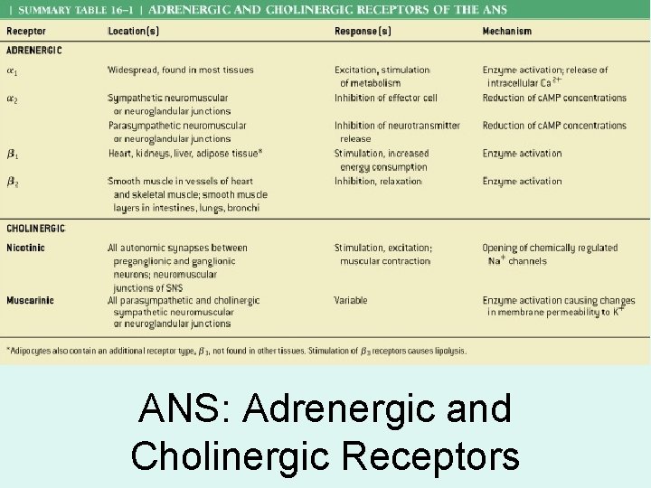ANS: Adrenergic and Cholinergic Receptors ANS: Adrenergic and Cholinergic Receptors