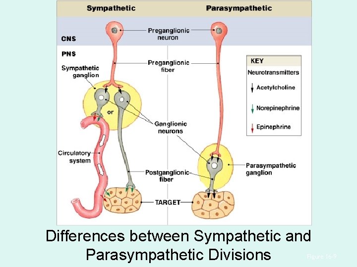 Differences between Sympathetic and Parasympathetic Divisions Figure 16– 9 Differences between Sympathetic and Parasympathetic Divisions Figure 16– 9