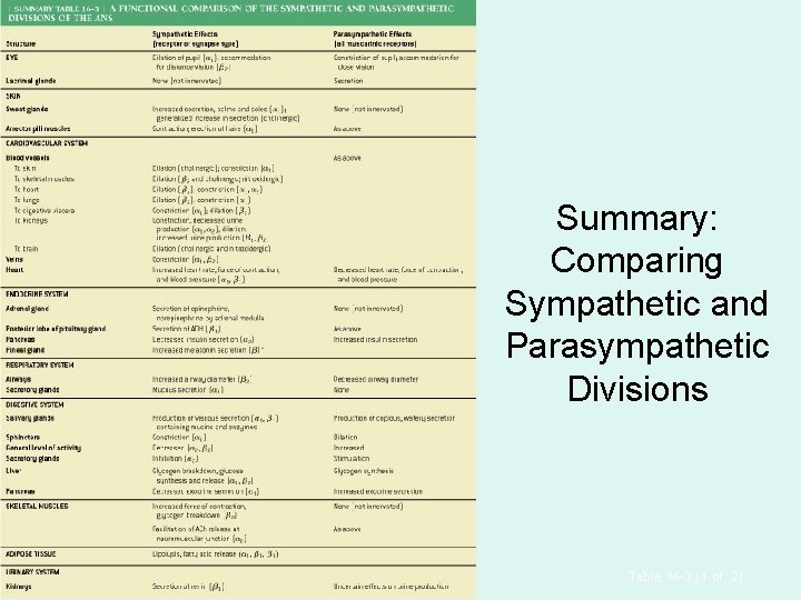 Summary: Comparing Sympathetic and Parasympathetic Divisions Table 16 -3 (1 of 2) Summary: Comparing Sympathetic and Parasympathetic Divisions Table 16 -3 (1 of 2)
