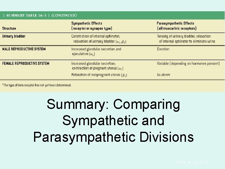 Summary: Comparing Sympathetic and Parasympathetic Divisions Table 16 -3 (2 of 2) Summary: Comparing Sympathetic and Parasympathetic Divisions Table 16 -3 (2 of 2)