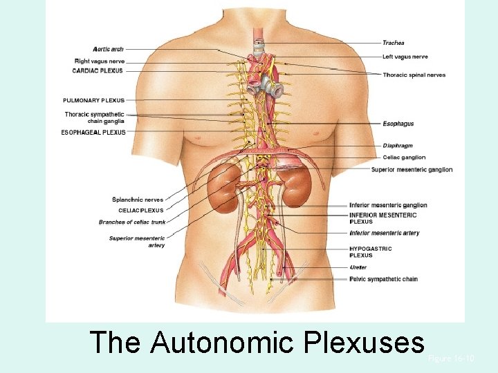 The Autonomic Plexuses Figure 16– 10 The Autonomic Plexuses Figure 16– 10