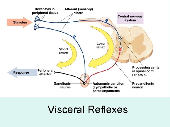 Visceral Reflexes Visceral Reflexes