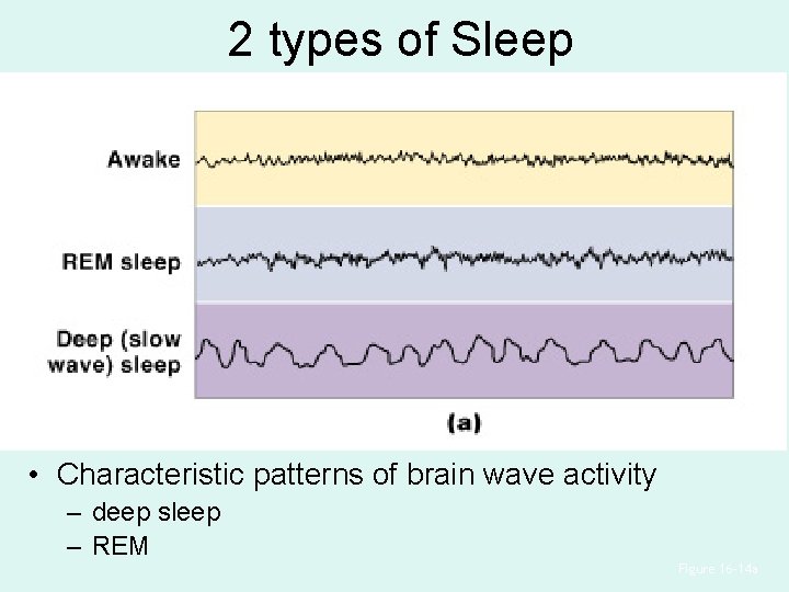 2 types of Sleep • Characteristic patterns of brain wave activity – deep sleep 2 types of Sleep • Characteristic patterns of brain wave activity – deep sleep