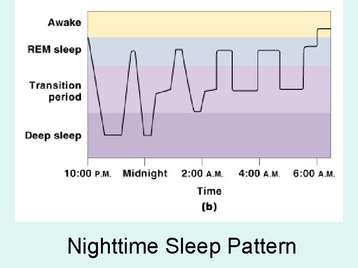 Nighttime Sleep Pattern Nighttime Sleep Pattern
