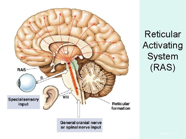 Reticular Activating System (RAS) Figure 16– 15 Reticular Activating System (RAS) Figure 16– 15