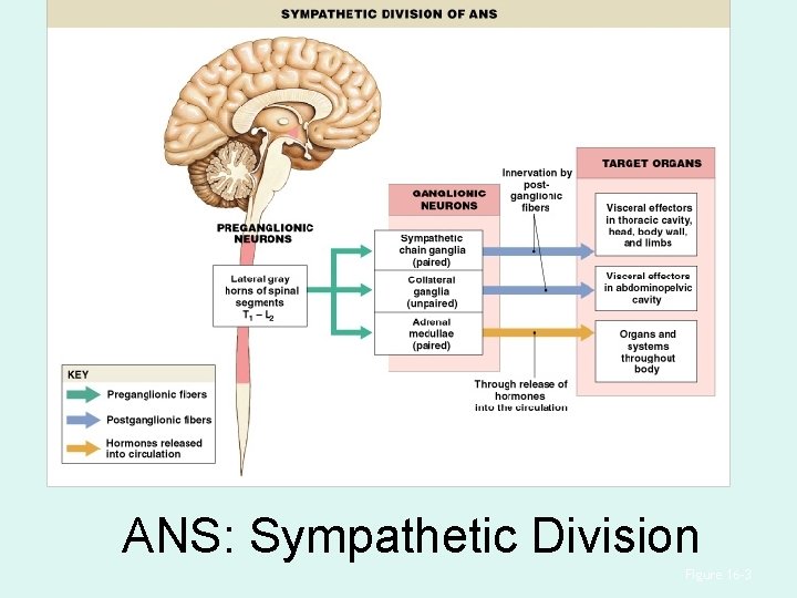 ANS: Sympathetic Division Figure 16– 3 ANS: Sympathetic Division Figure 16– 3