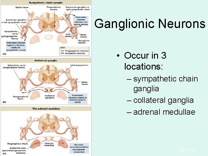 Ganglionic Neurons • Occur in 3 locations: – sympathetic chain ganglia – collateral ganglia Ganglionic Neurons • Occur in 3 locations: – sympathetic chain ganglia – collateral ganglia