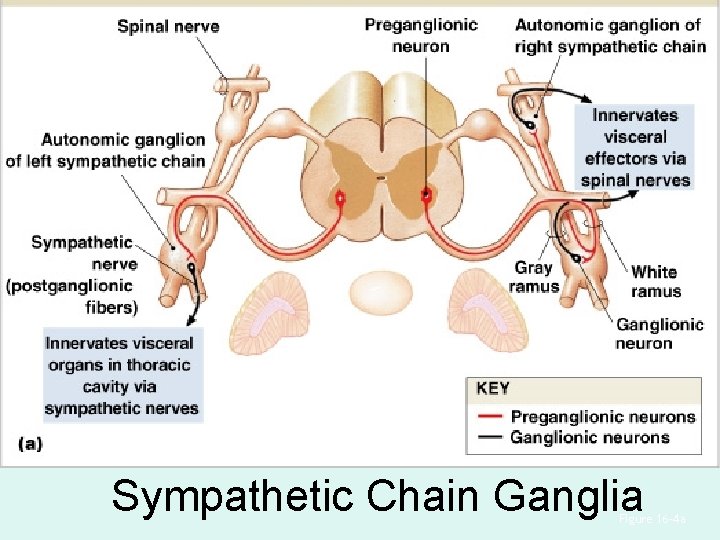 Sympathetic Chain Ganglia Figure 16– 4 a Sympathetic Chain Ganglia Figure 16– 4 a