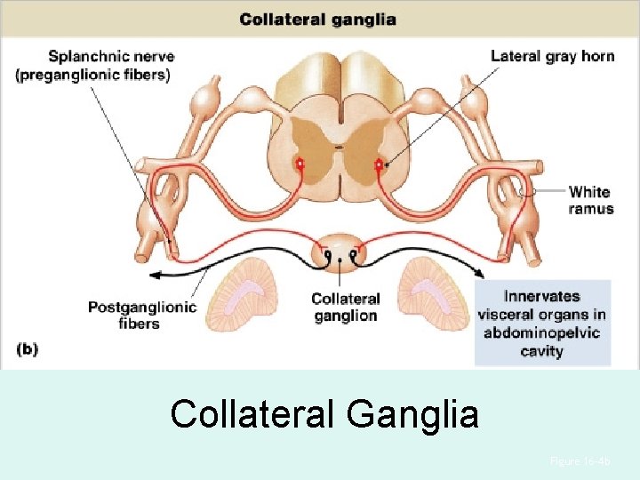 Collateral Ganglia Figure 16– 4 b Collateral Ganglia Figure 16– 4 b