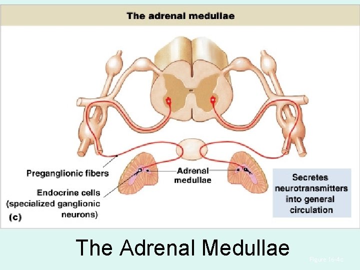 The Adrenal Medullae Figure 16– 4 c The Adrenal Medullae Figure 16– 4 c