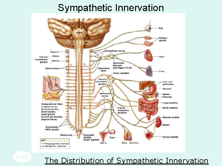Sympathetic Innervation PLAY Figure 16– 5 The Distribution of Sympathetic Innervation Sympathetic Innervation PLAY Figure 16– 5 The Distribution of Sympathetic Innervation