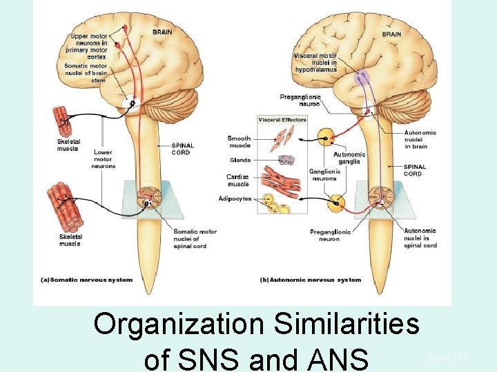 Organization Similarities of SNS and ANS Figure 16– 2 Organization Similarities of SNS and ANS Figure 16– 2