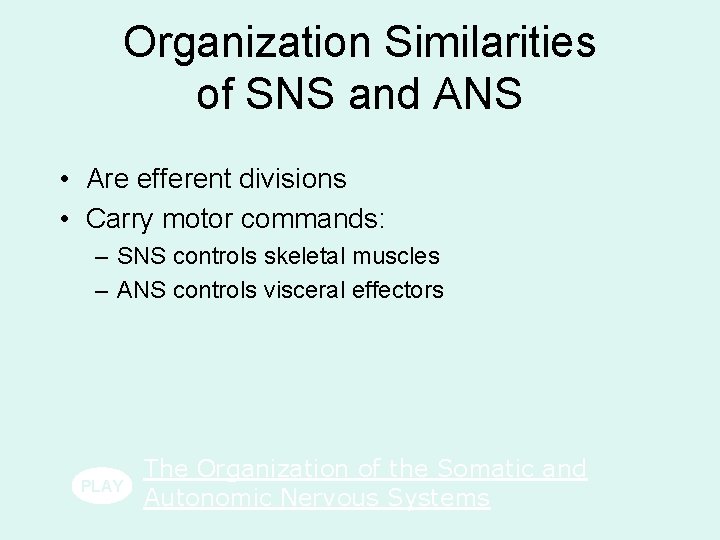 Organization Similarities of SNS and ANS • Are efferent divisions • Carry motor commands: Organization Similarities of SNS and ANS • Are efferent divisions • Carry motor commands: