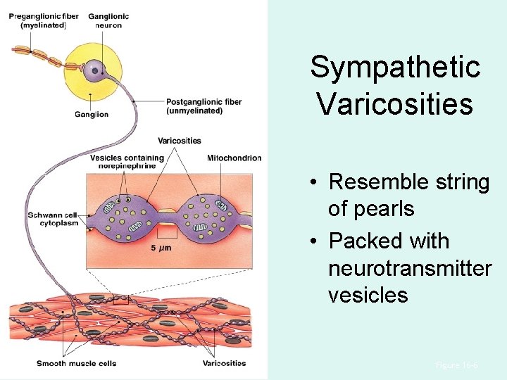 Sympathetic Varicosities • Resemble string of pearls • Packed with neurotransmitter vesicles Figure 16– Sympathetic Varicosities • Resemble string of pearls • Packed with neurotransmitter vesicles Figure 16–