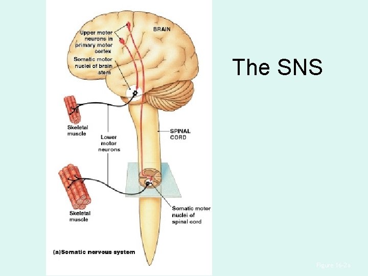 The SNS Figure 16– 2 a The SNS Figure 16– 2 a