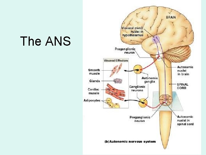 The ANS Figure 16– 2 b The ANS Figure 16– 2 b