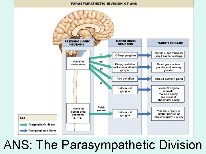 ANS: The Parasympathetic Division ANS: The Parasympathetic Division