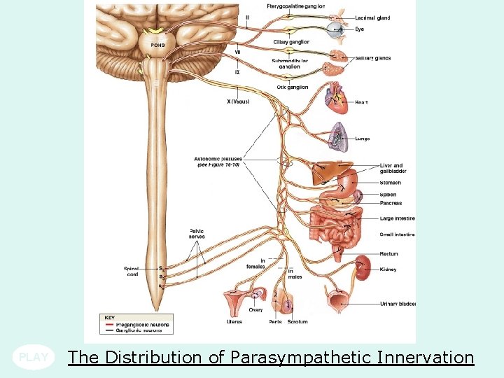 PLAY The Distribution of Parasympathetic Innervation PLAY The Distribution of Parasympathetic Innervation