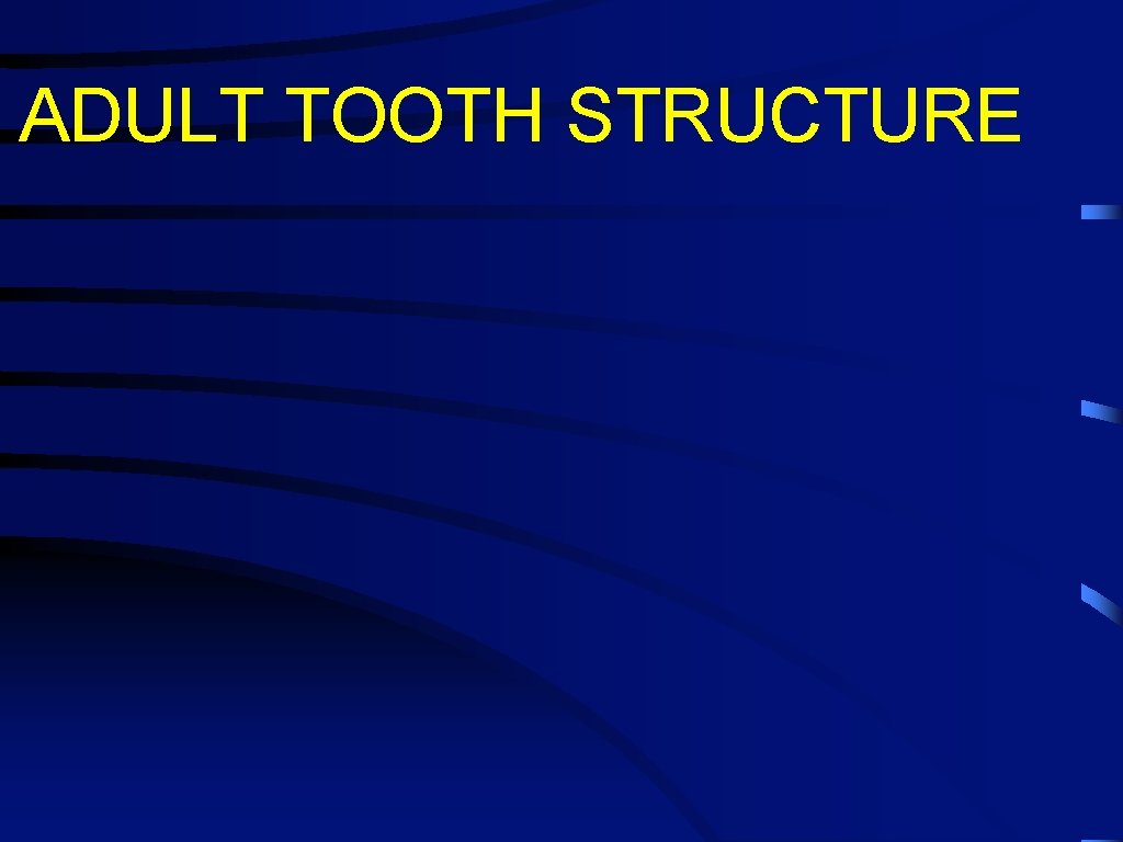 ADULT TOOTH STRUCTURE 