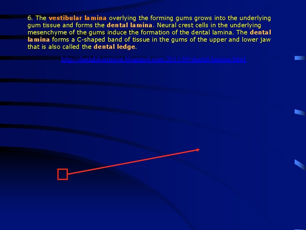 6. The vestibular lamina overlying the forming gums grows into the underlying gum tissue