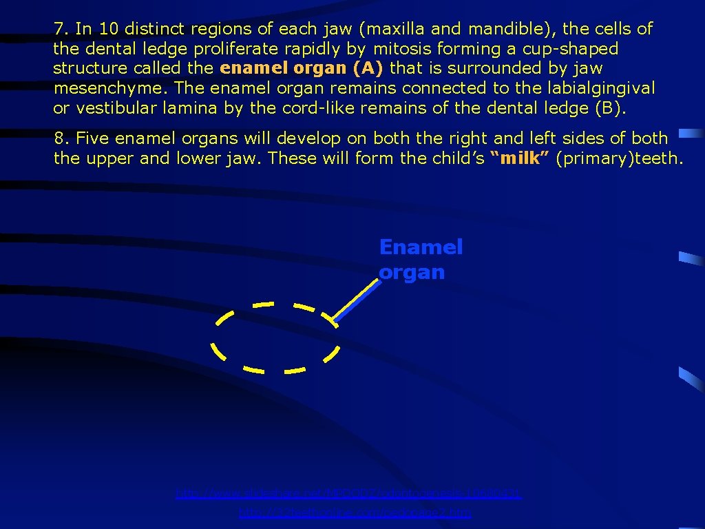 7. In 10 distinct regions of each jaw (maxilla and mandible), the cells of