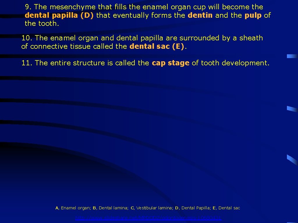 9. The mesenchyme that fills the enamel organ cup will become the dental papilla