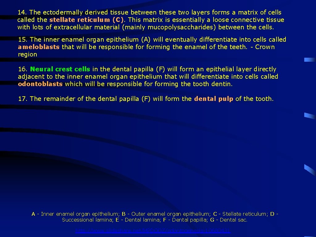 14. The ectodermally derived tissue between these two layers forms a matrix of cells