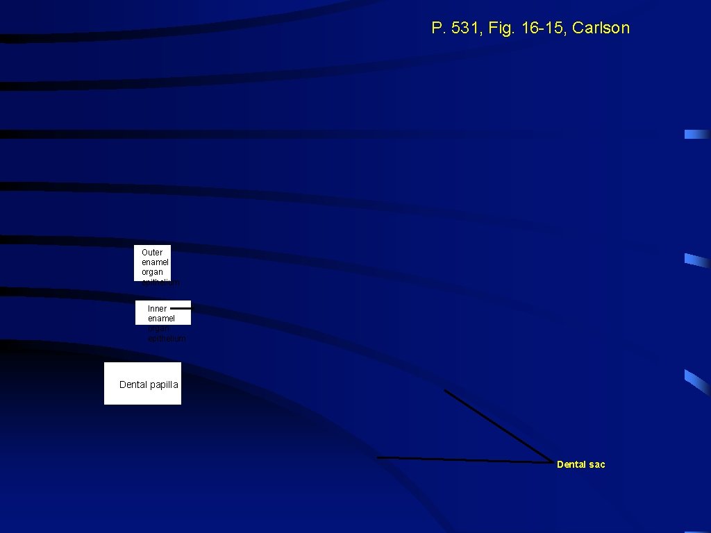 P. 531, Fig. 16 -15, Carlson Outer enamel organ epithelium Inner enamel organ epithelium