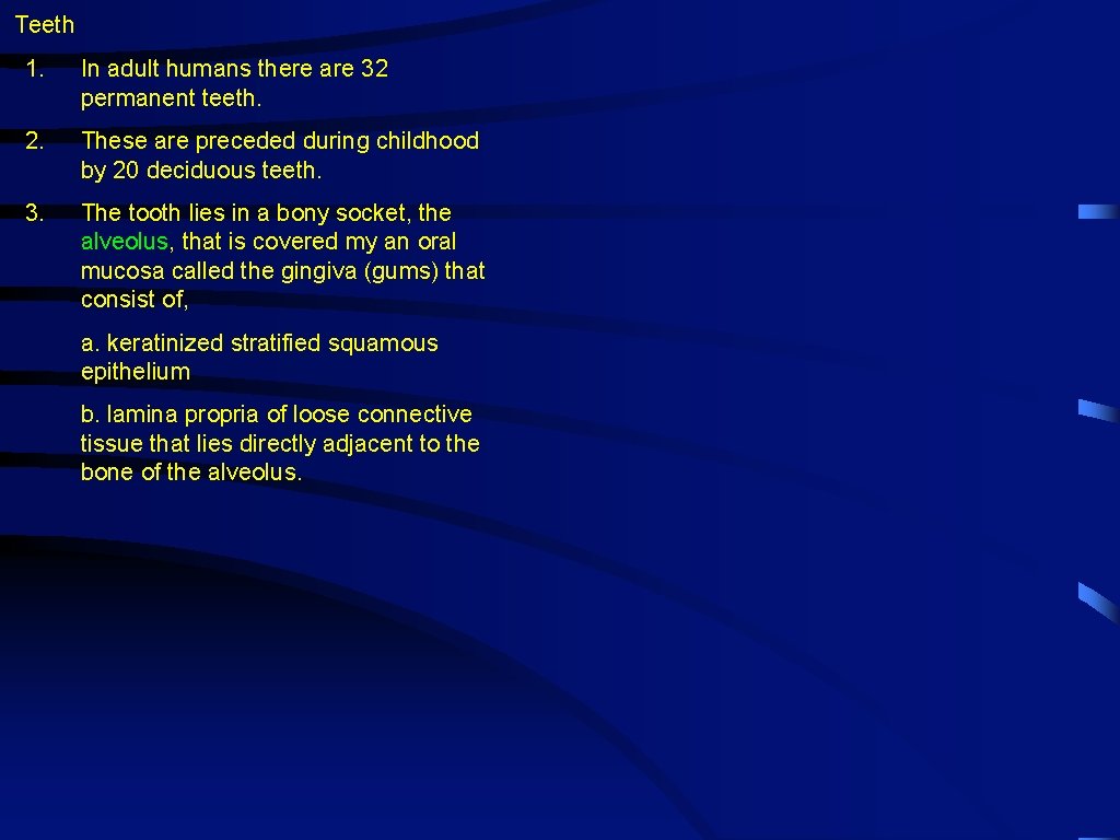 Teeth 1. In adult humans there are 32 permanent teeth. 2. These are preceded