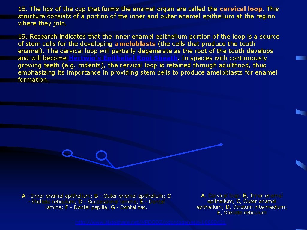 18. The lips of the cup that forms the enamel organ are called the